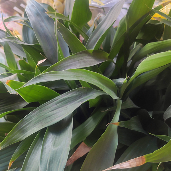 Phát tài ta (10 cây)